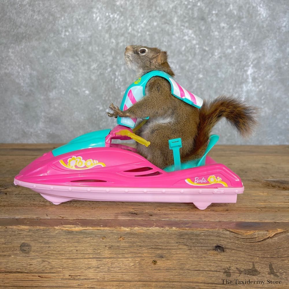 Jet Ski Squirrel Novelty Mount For Sale #24221 @ The Taxidermy Store