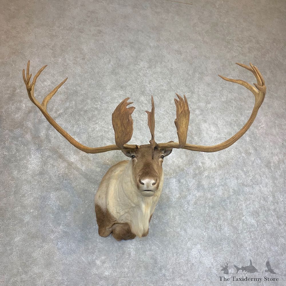 Quebec Labrador Caribou Shoulder Mount For Sale #21927 @ The Taxidermy Store