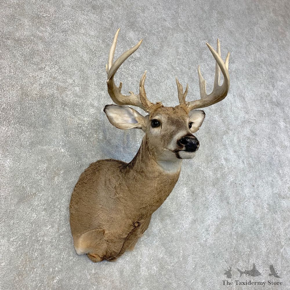 Whitetail Deer Shoulder Mount #21472 For Sale - The Taxidermy Store