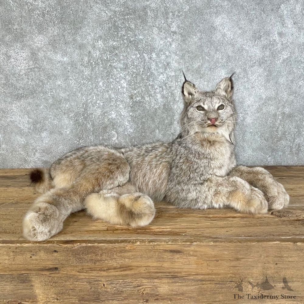 Canadian Lynx Life-Size Taxidermy Mount For Sale #25795 @ The Taxidermy Store