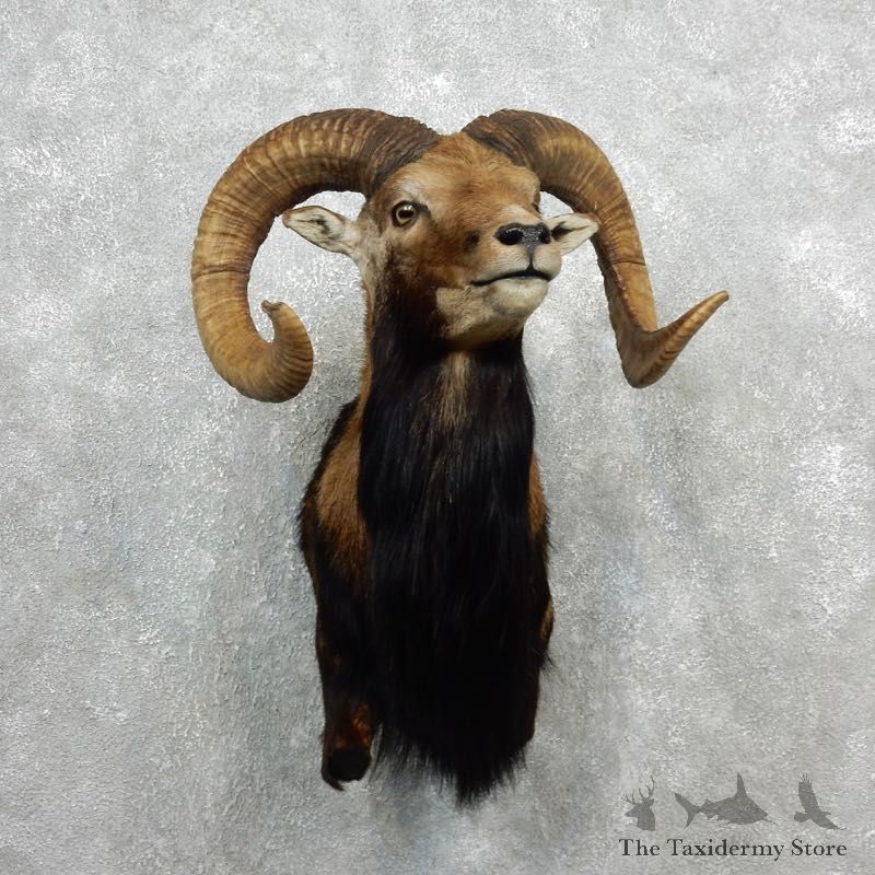Mouflon Ram Half Life-Size Mount For Sale #18097 @ The Taxidermy Store
