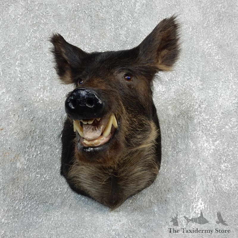 Wild Boar Shoulder Mount For Sale #17926 @ The Taxidermy Store