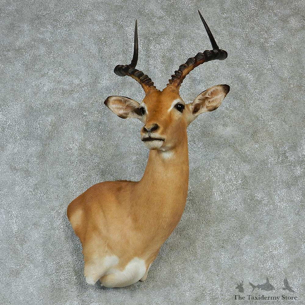 African Impala Wall Pedestal Taxidermy Mount #13231 For Sale @ The Taxidermy Store