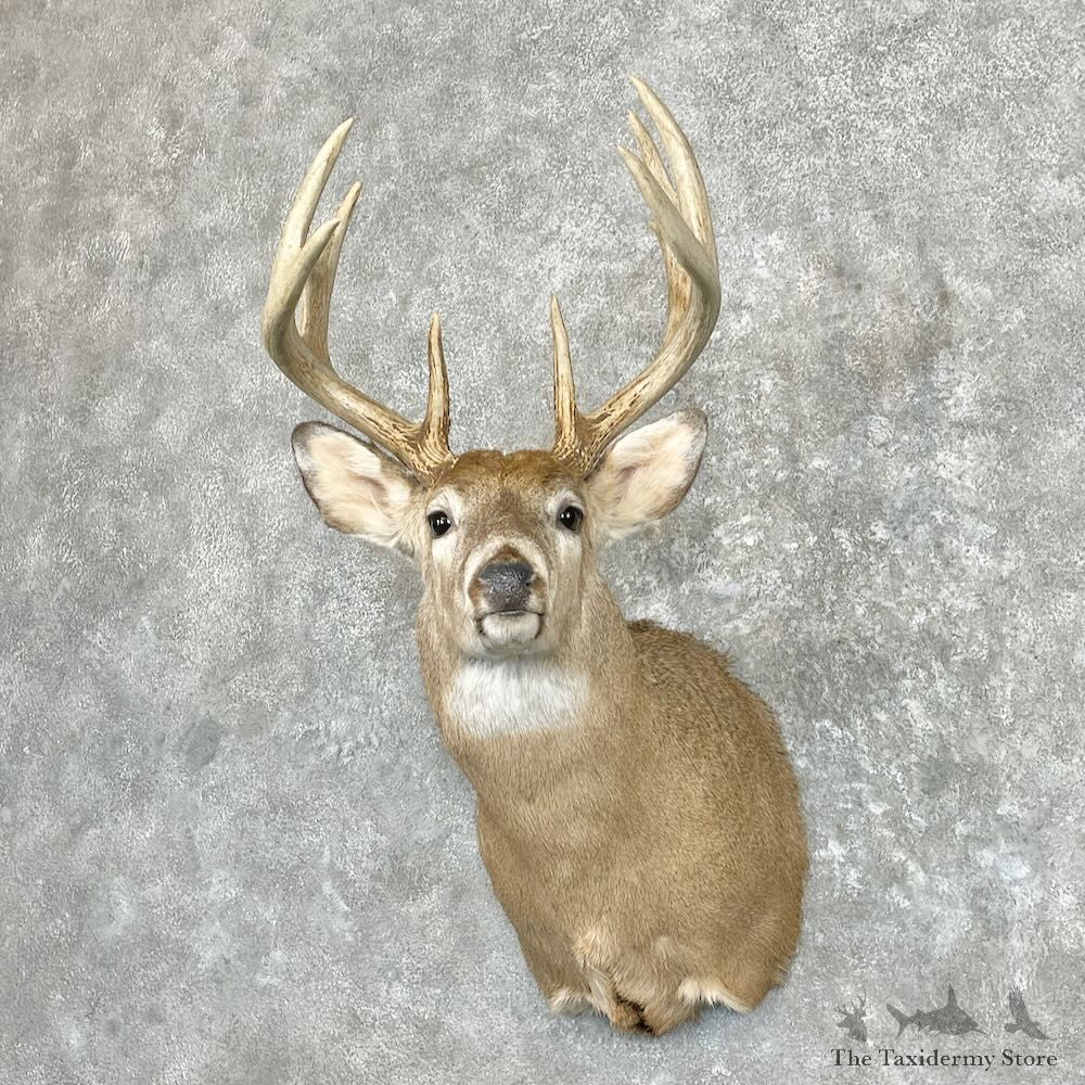 Whitetail Deer Shoulder Mount For Sale #27344 - The Taxidermy Store