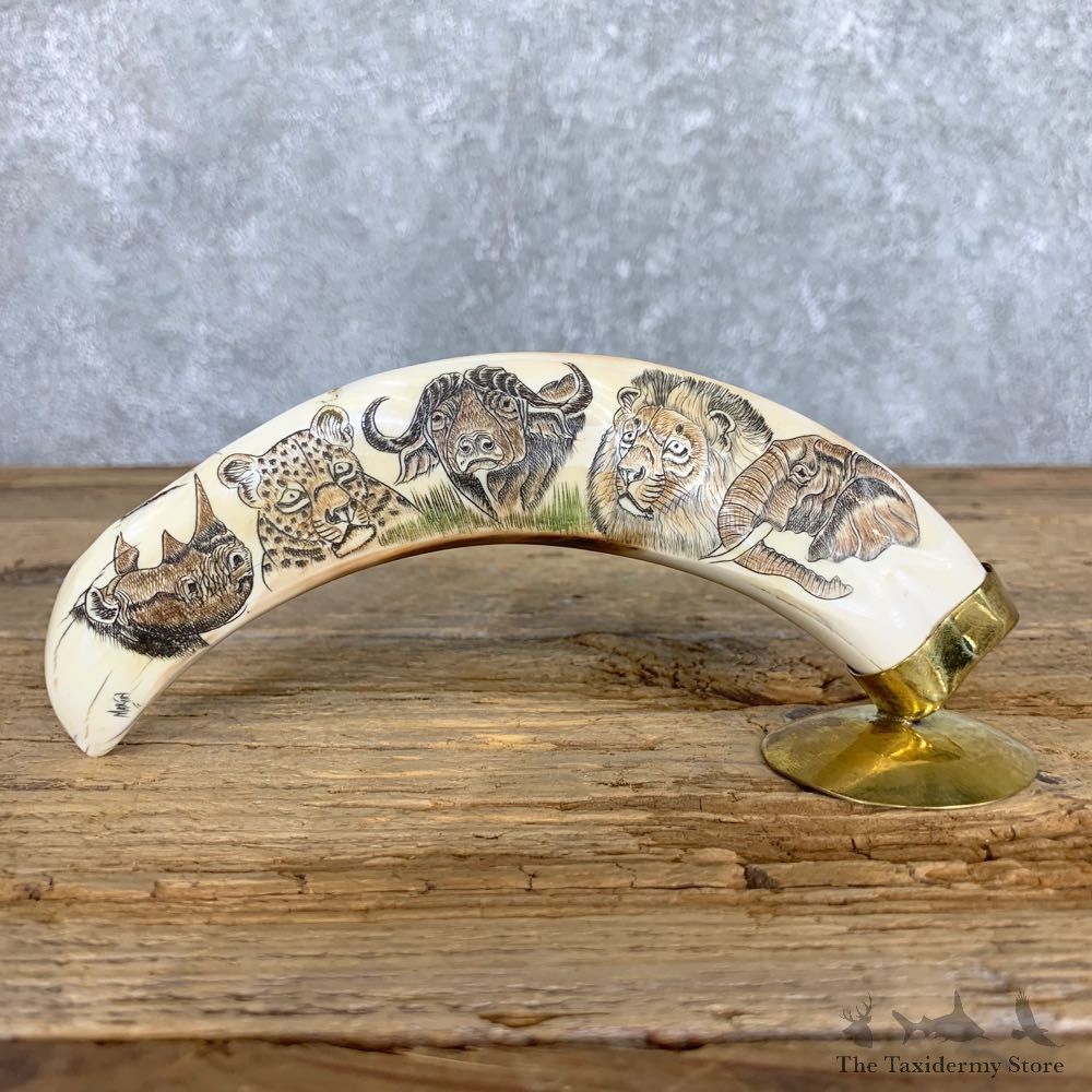Scrimshawed Warthog Tooth For Sale #21804 @ The Taxidermy Store