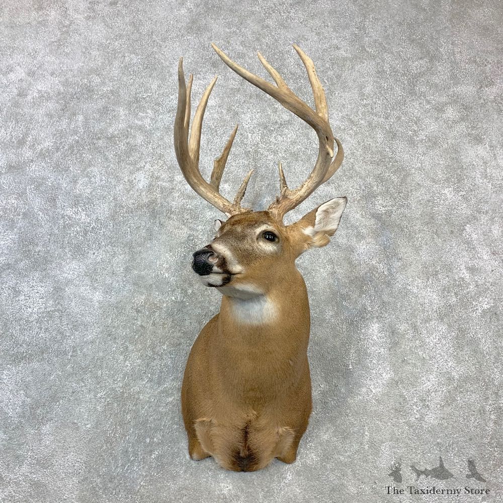 Whitetail Deer Shoulder Taxidermy Mount For Sale #23076 @ The Taxidermy Store