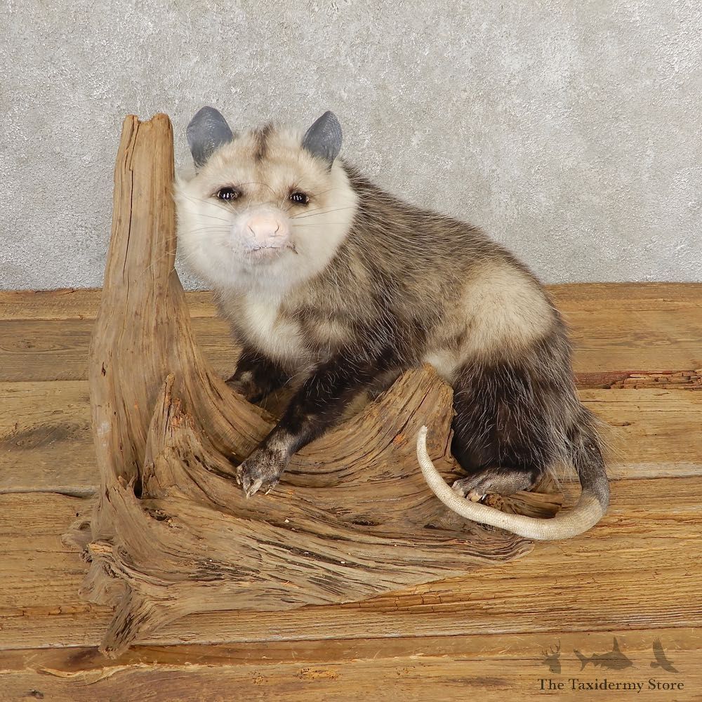 Opossum Life-Size Taxidermy Mount For Sale #20811 @ The Taxidermy Store