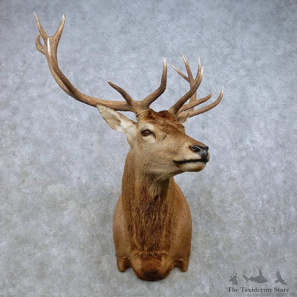 Red Deer Stag Shoulder Mount For Sale #15024 @ The Taxidermy Store