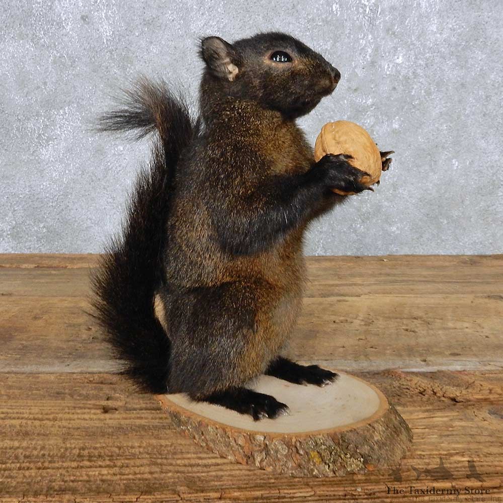 Black Squirrel Mount For Sale #14864 @ The Taxidermy Store