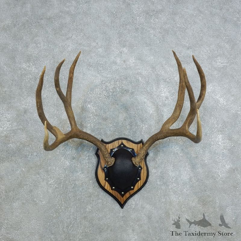 Mule Deer Taxidermy Antler Plaque #18435 For Sale @ The Taxidermy Store