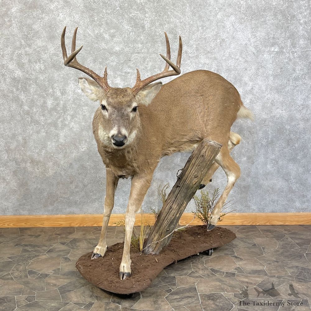 Whitetail Deer Life-Size Mount For Sale #25667 @ The Taxidermy Store