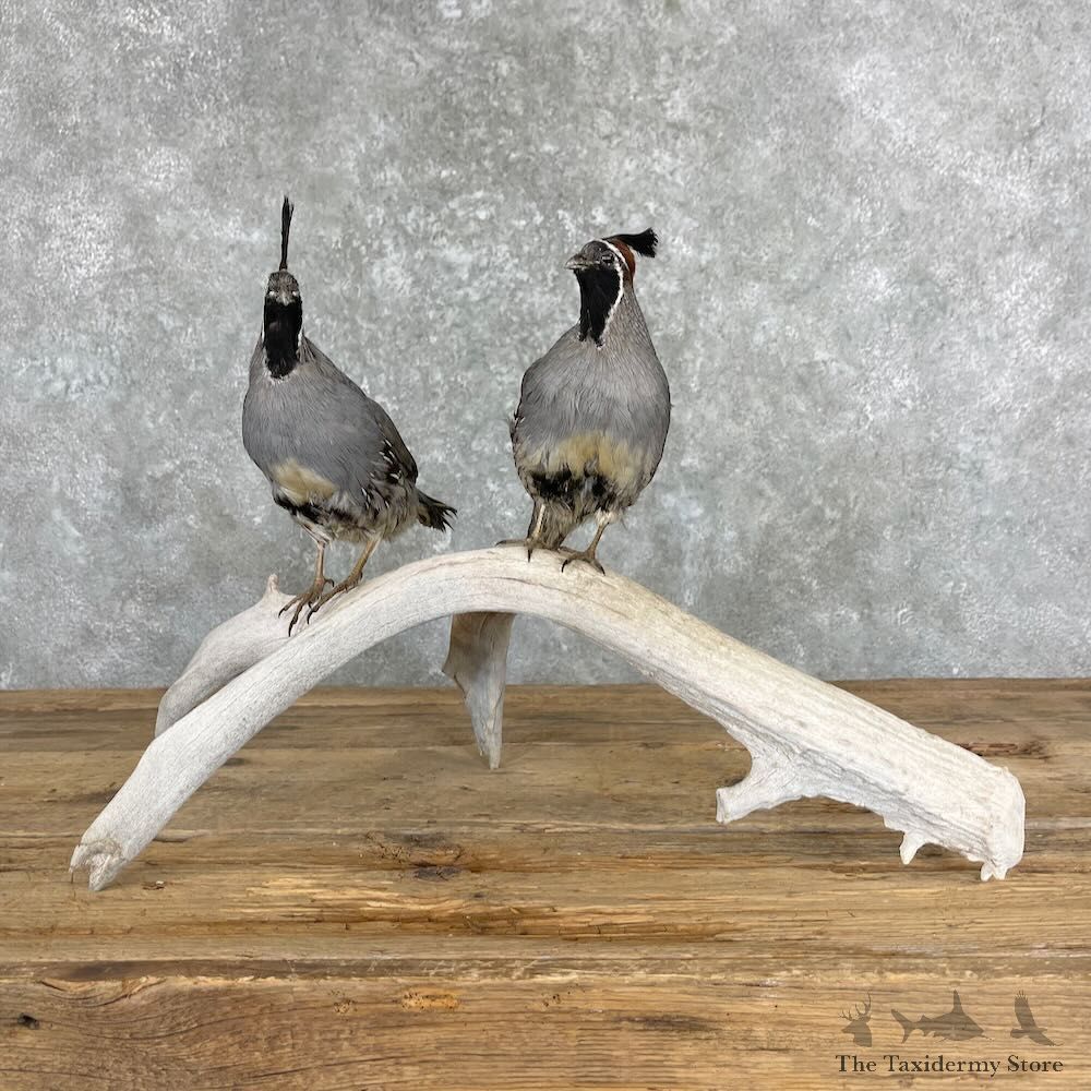Gambels Quail Bird Mount For Sale #27356 @ The Taxidermy Store