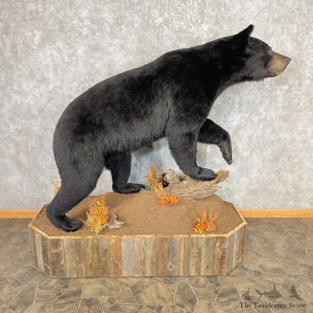Black Bear Life-Size Mount For Sale #26742 @ The Taxidermy Store