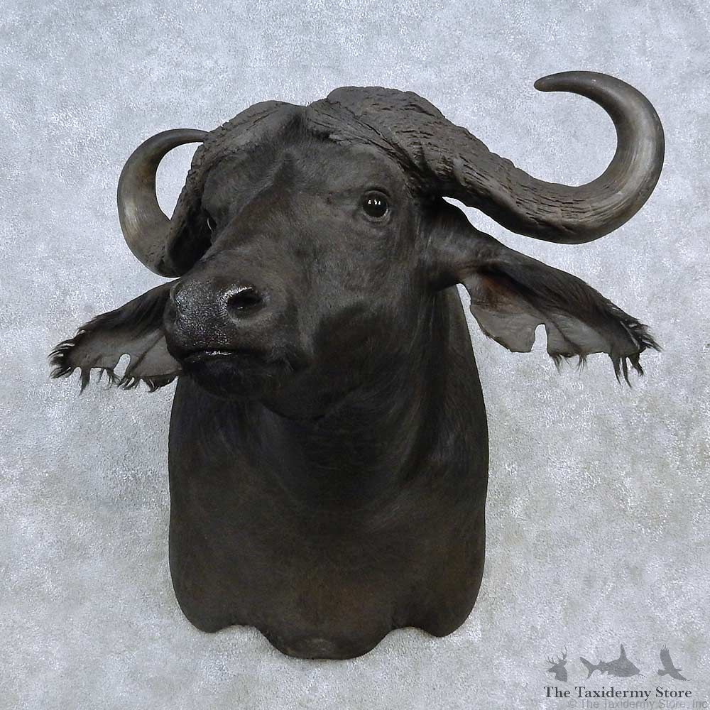 African Cape Buffalo Shoulder Mount For Sale #15136 @ The Taxidermy Store