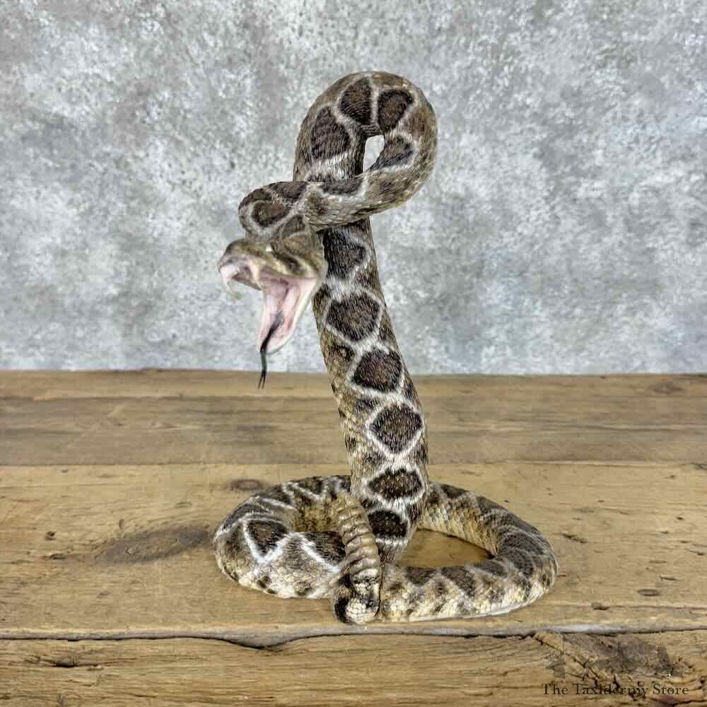 Western Diamondback Rattlesnake Mount For Sale #30313 @ The Taxidermy Store
