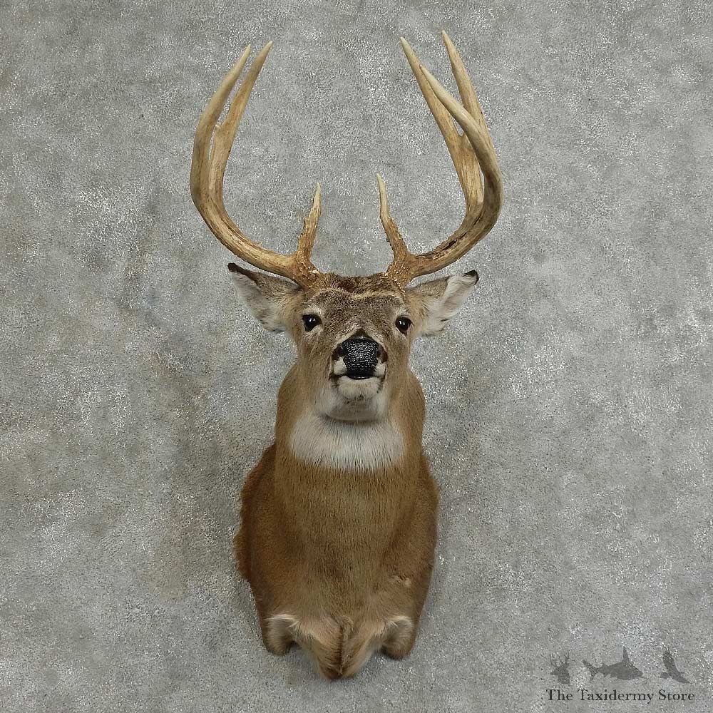 Whitetail Deer Shoulder Mount For Sale #16075 @ The Taxidermy Store