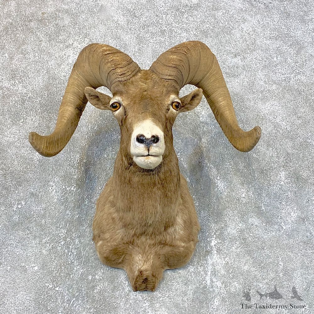 Bighorn Sheep Shoulder Mount For Sale #23980 @ The Taxidermy Store