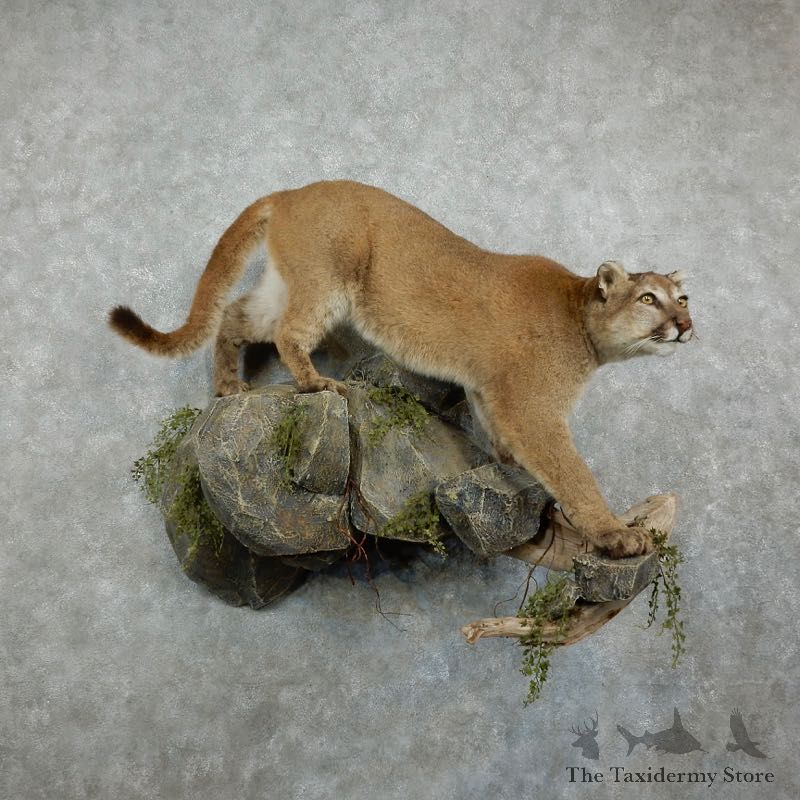 Mountain Lion Life-Size Mount For Sale #17161 @ The Taxidermy Store