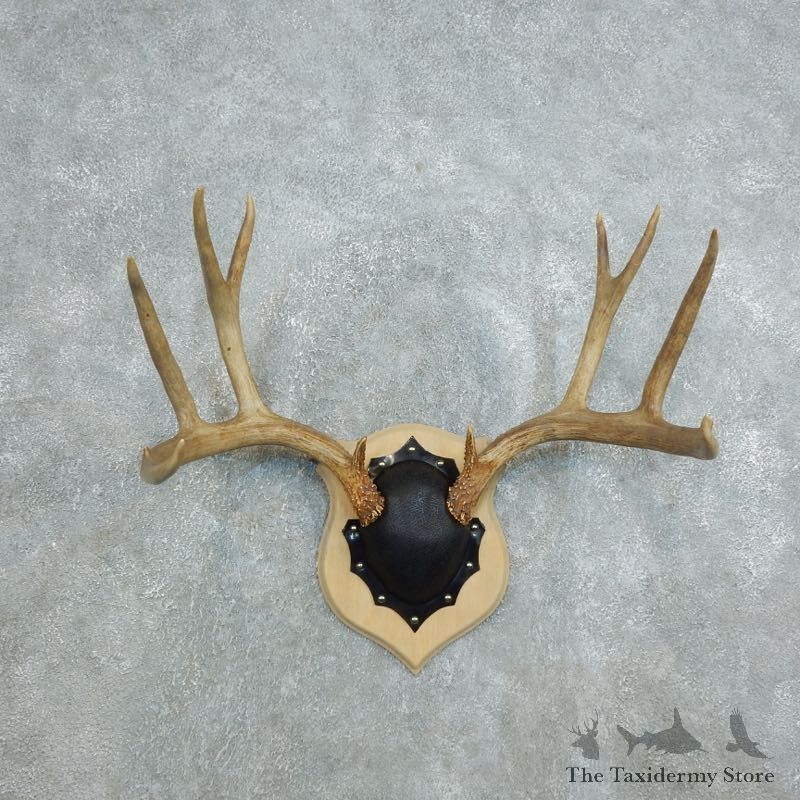 Mule Deer Taxidermy Antler Plaque #18432 For Sale @ The Taxidermy Store