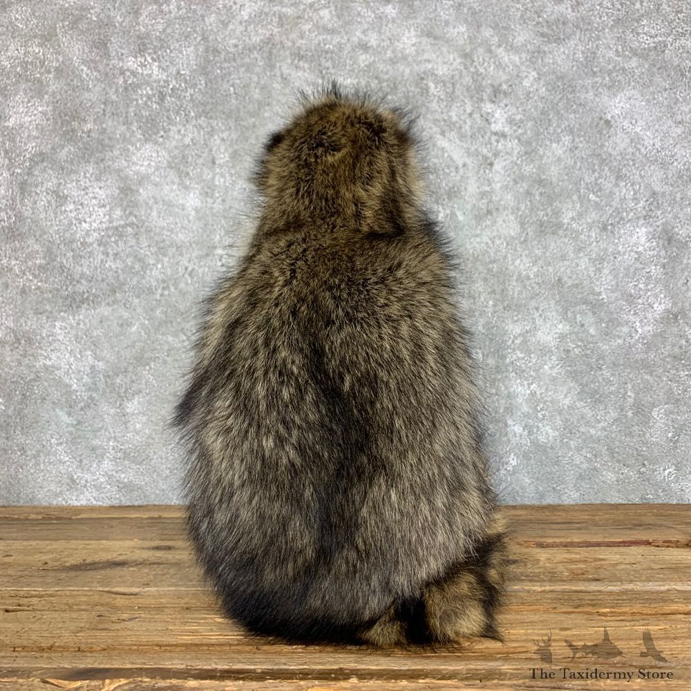 Candy Raccoon Mount For Sale #23424 @ The Taxidermy Store