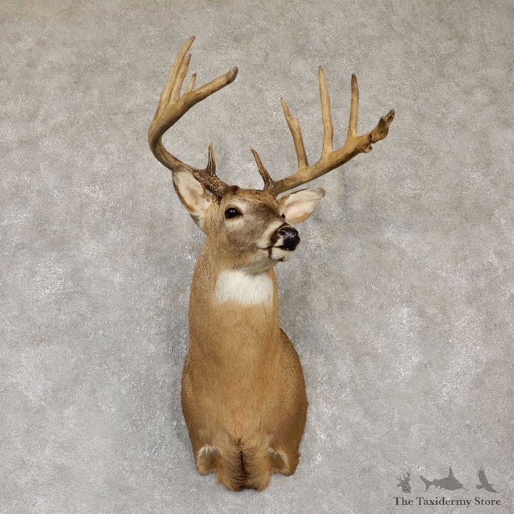 Whitetail Deer Shoulder Taxidermy Mount For Sale #20104 @ The Taxidermy Store.jpg