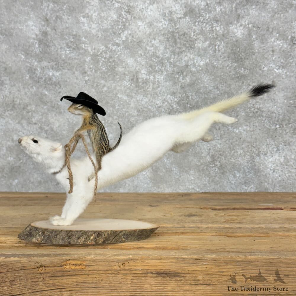 Ground Squirrel and Ermine Novelty Mount For Sale #28958 - The Taxidermy Store