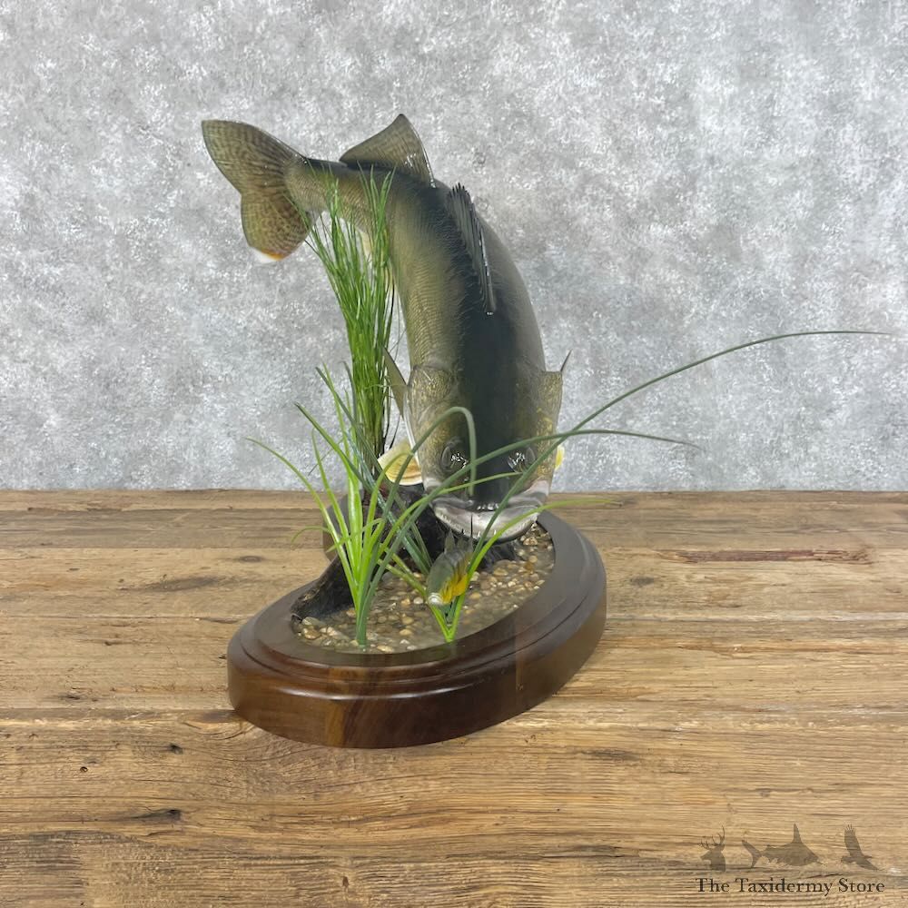 Walleye Fish Mount For Sale #28413 @ The Taxidermy Store