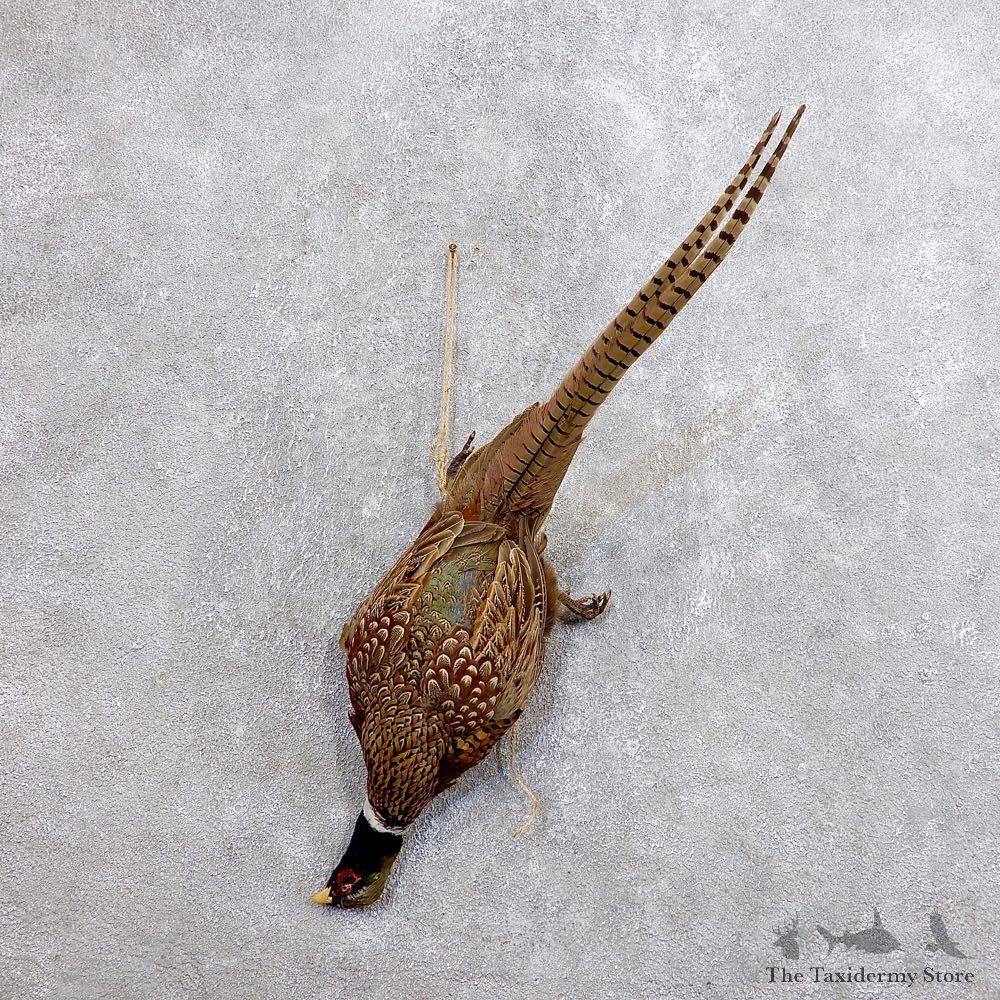 Ringneck Pheasant Harvest Mount For Sale #18686 @ The Taxidermy Store