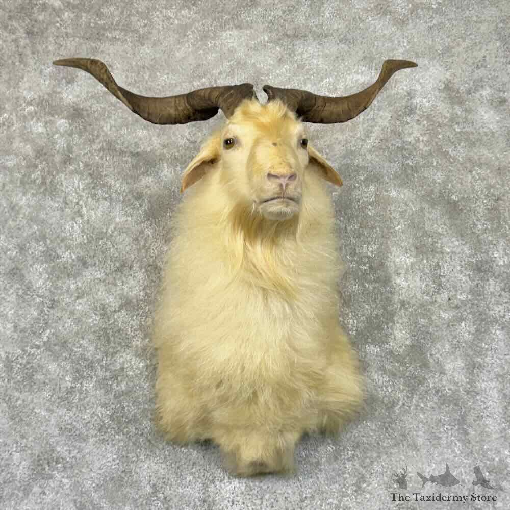 Catalina Goat Shoulder Mount For Sale #30872 @ The Taxidermy Store