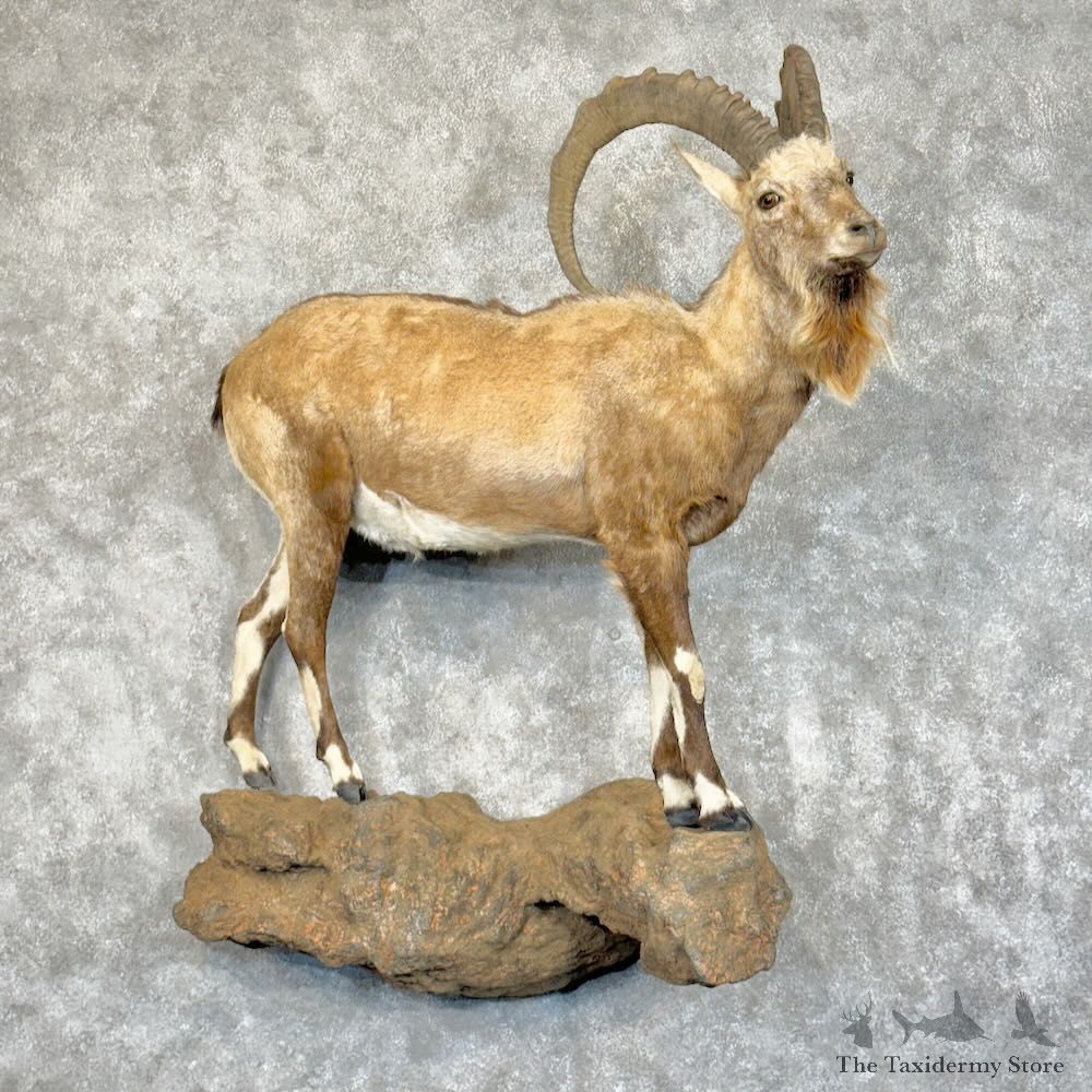Nubian Ibex Life Size Mount For Sale #28844 @ The Taxidermy Store