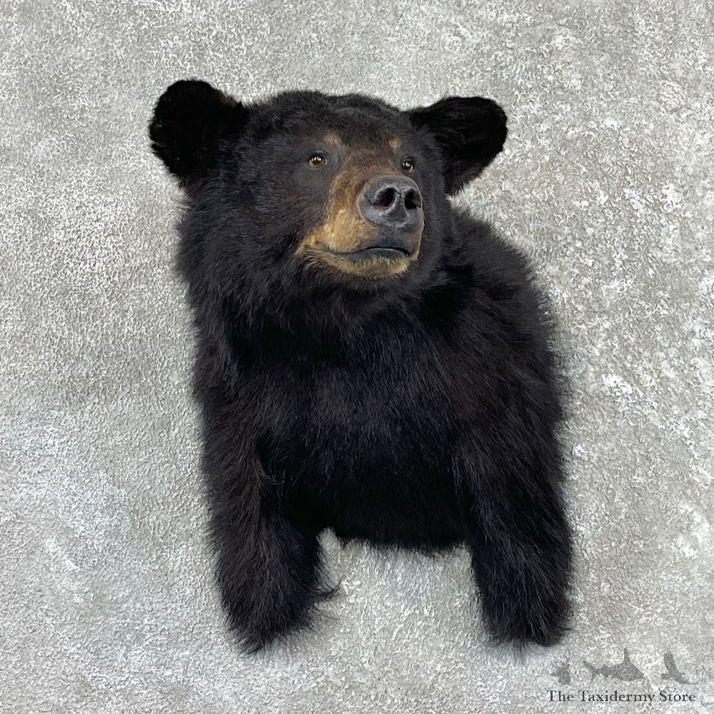 Black Bear Shoulder Mount For Sale #26183 @ The Taxidermy Store