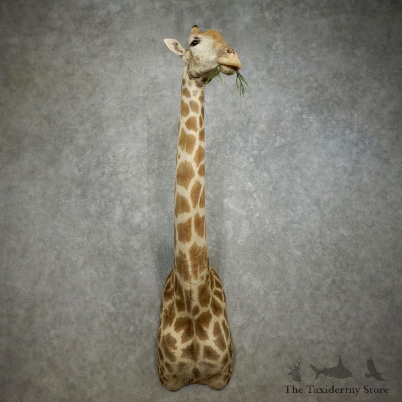 African Giraffe Shoulder Mount For Sale #17771 @ The Taxidermy Store