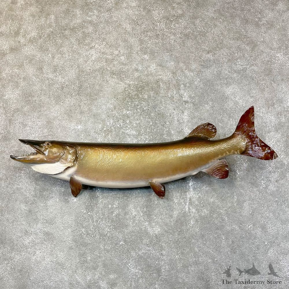 Musky Taxidermy Fish Mount For Sale #24535 @ The Taxidermy Store
