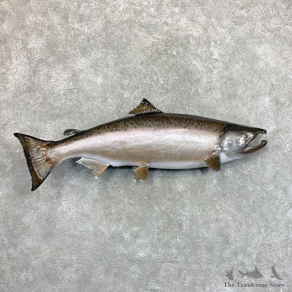 King Salmon Fish Mount For Sale #23637 @ The Taxidermy Store