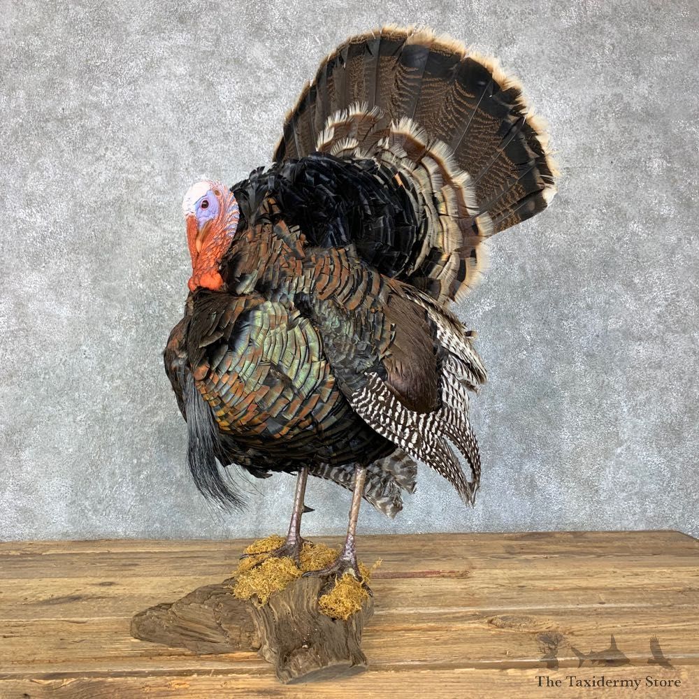 Merriam's Turkey Bird Mount For Sale #23493 @ The Taxidermy Store