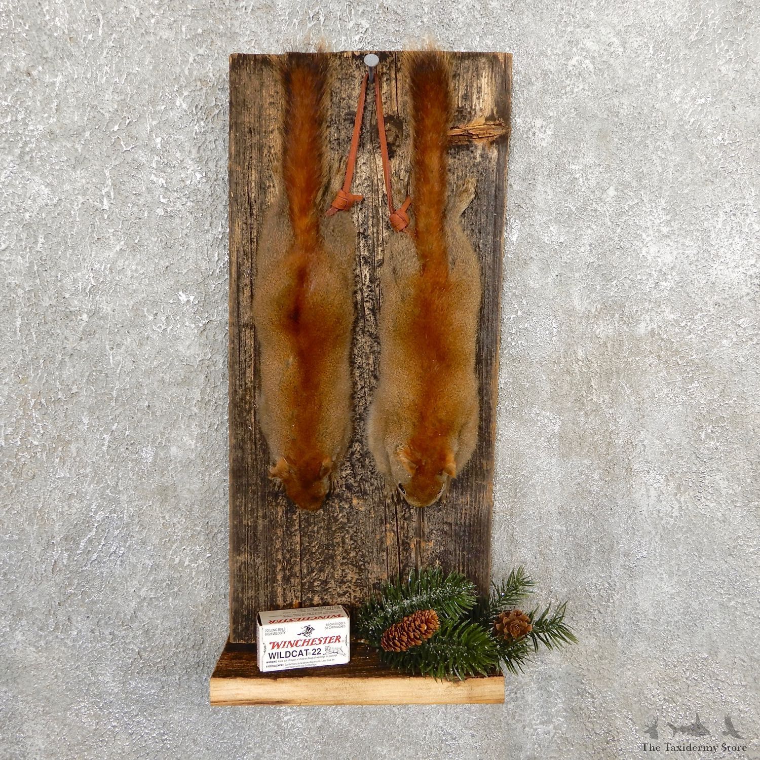 Captain's Classic Red Squirrel Display Taxidermy Mount #19740 For Sale @ The Taxidermy Store