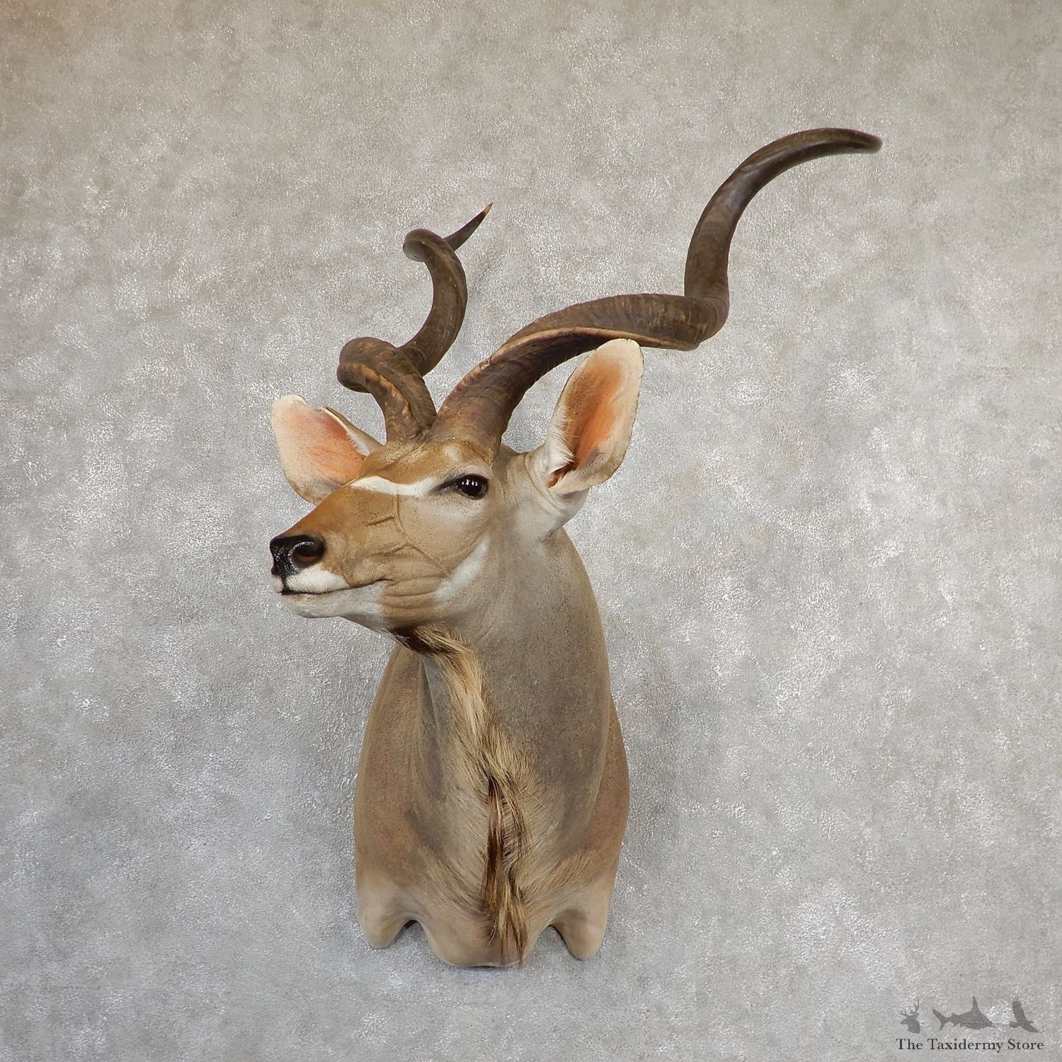 Greater Kudu Shoulder Mount For Sale #19851 @ The Taxidermy Store