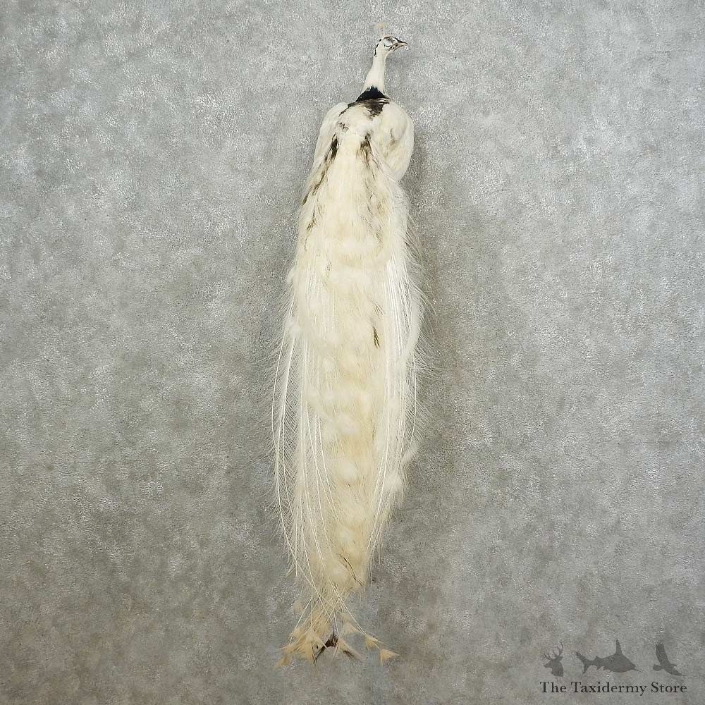 Pied Peacock Bird Mount For Sale #16716 @ The Taxidermy Store