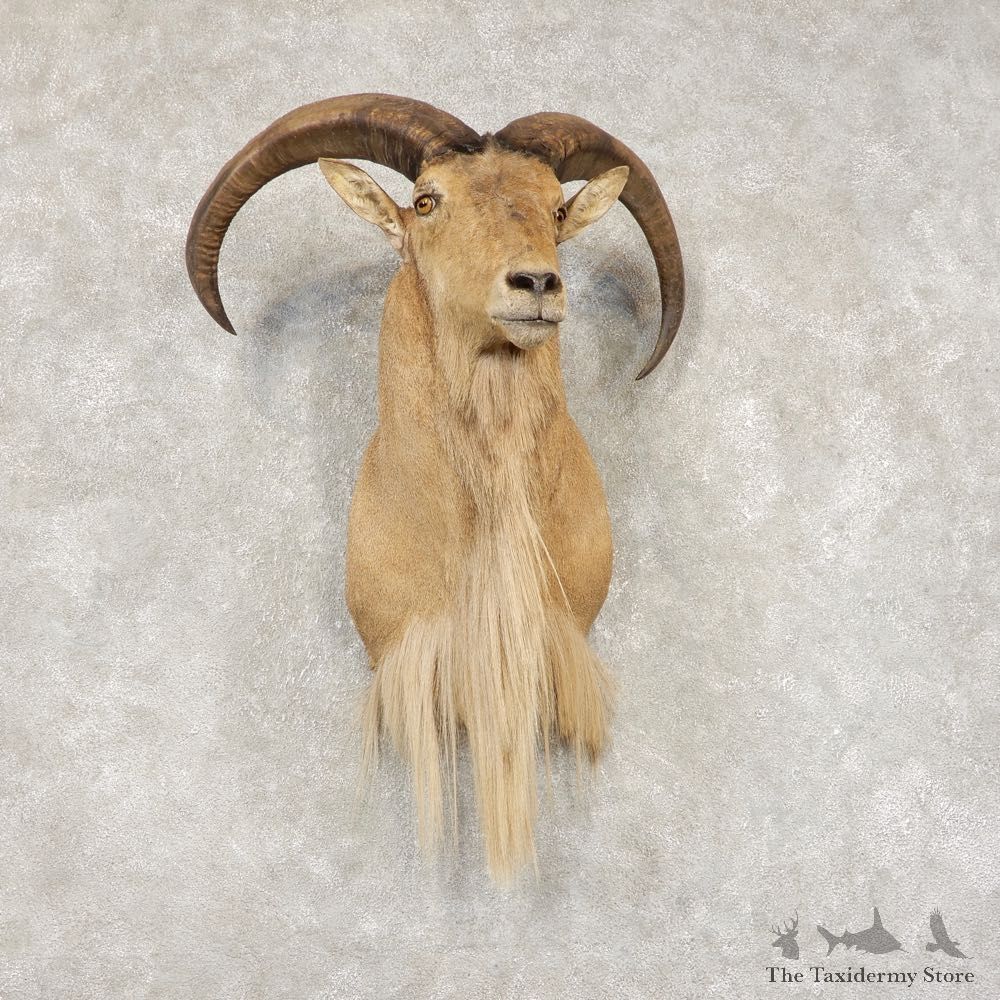 Aoudad Shoulder Mount For Sale #21434 @ The Taxidermy Store