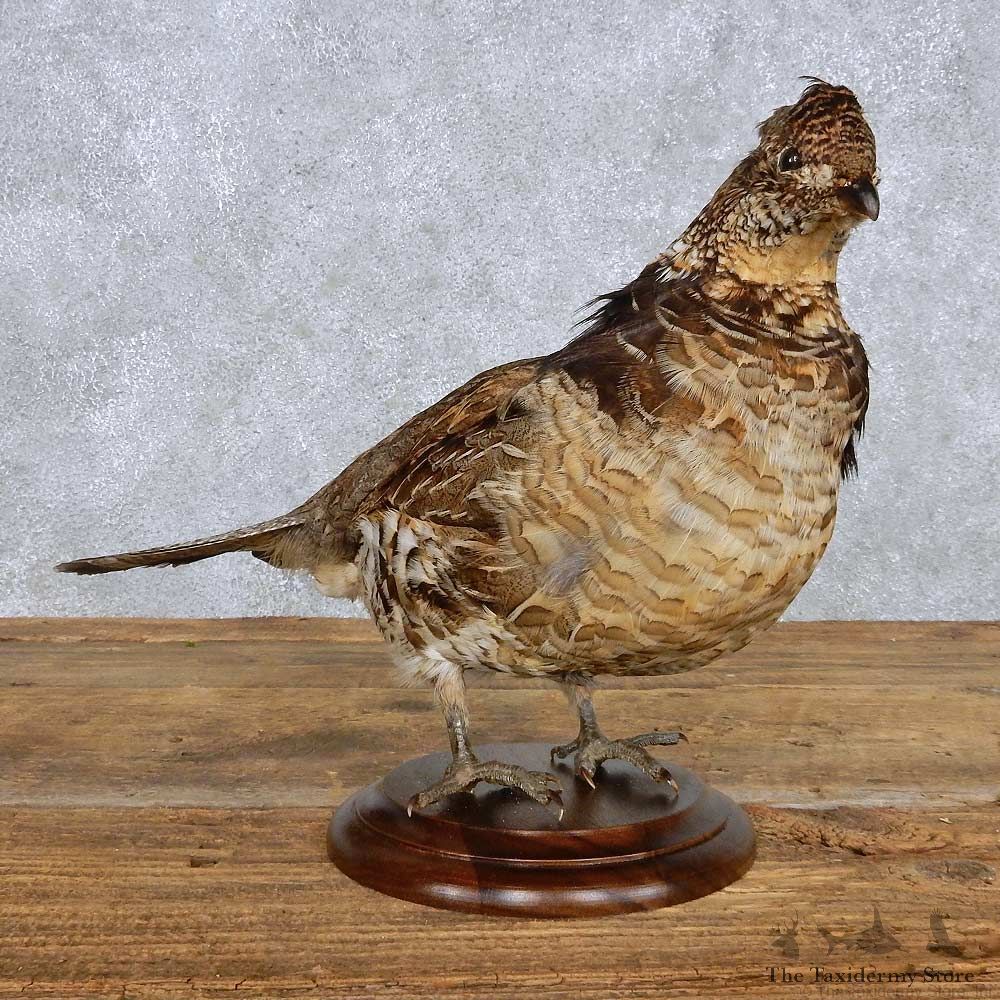 Standing Ruffed Grouse Bird Mount For Sale #14212 @ The Taxidermy Store