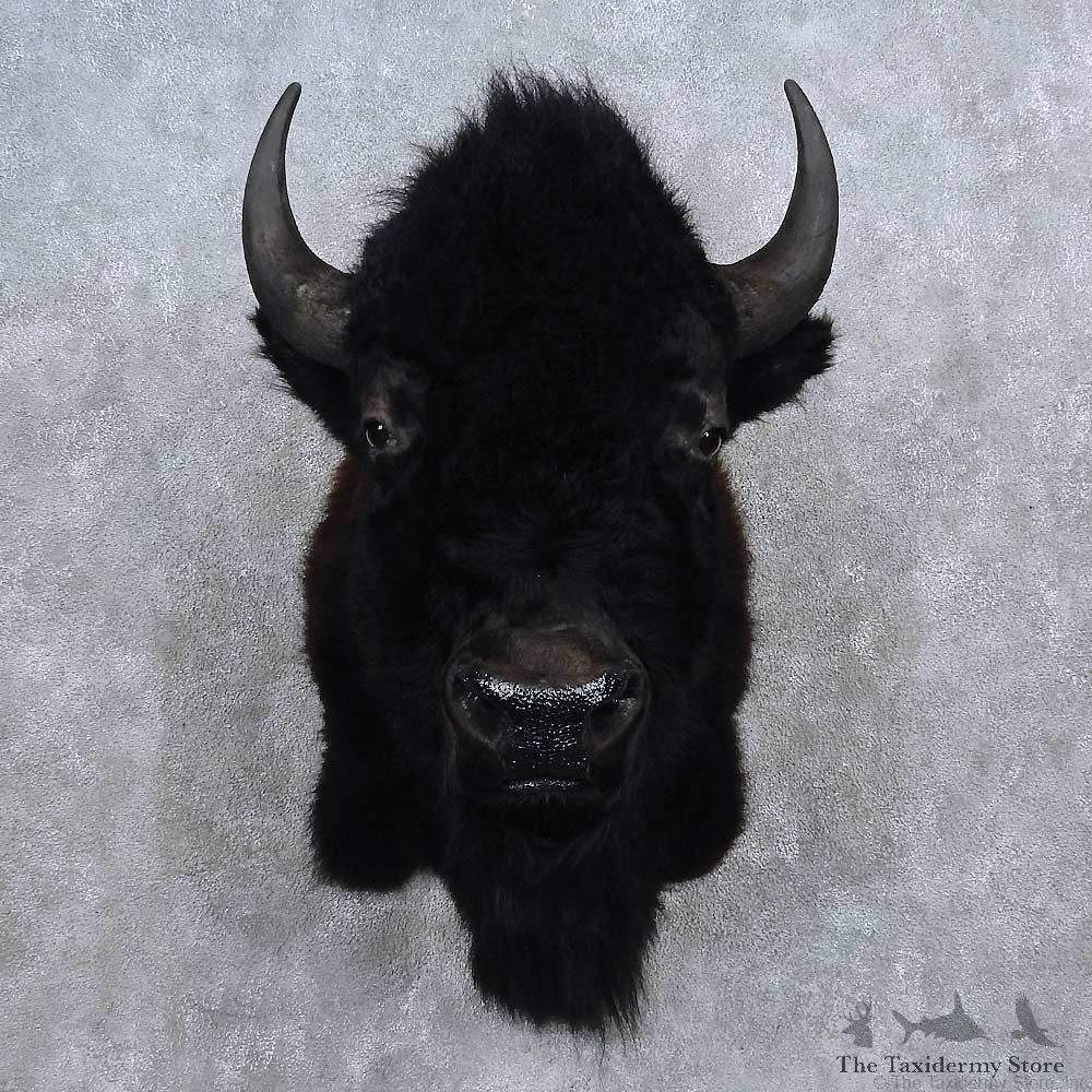American Buffalo Shoulder Mount For Sale #15684 @ The Taxidermy Store