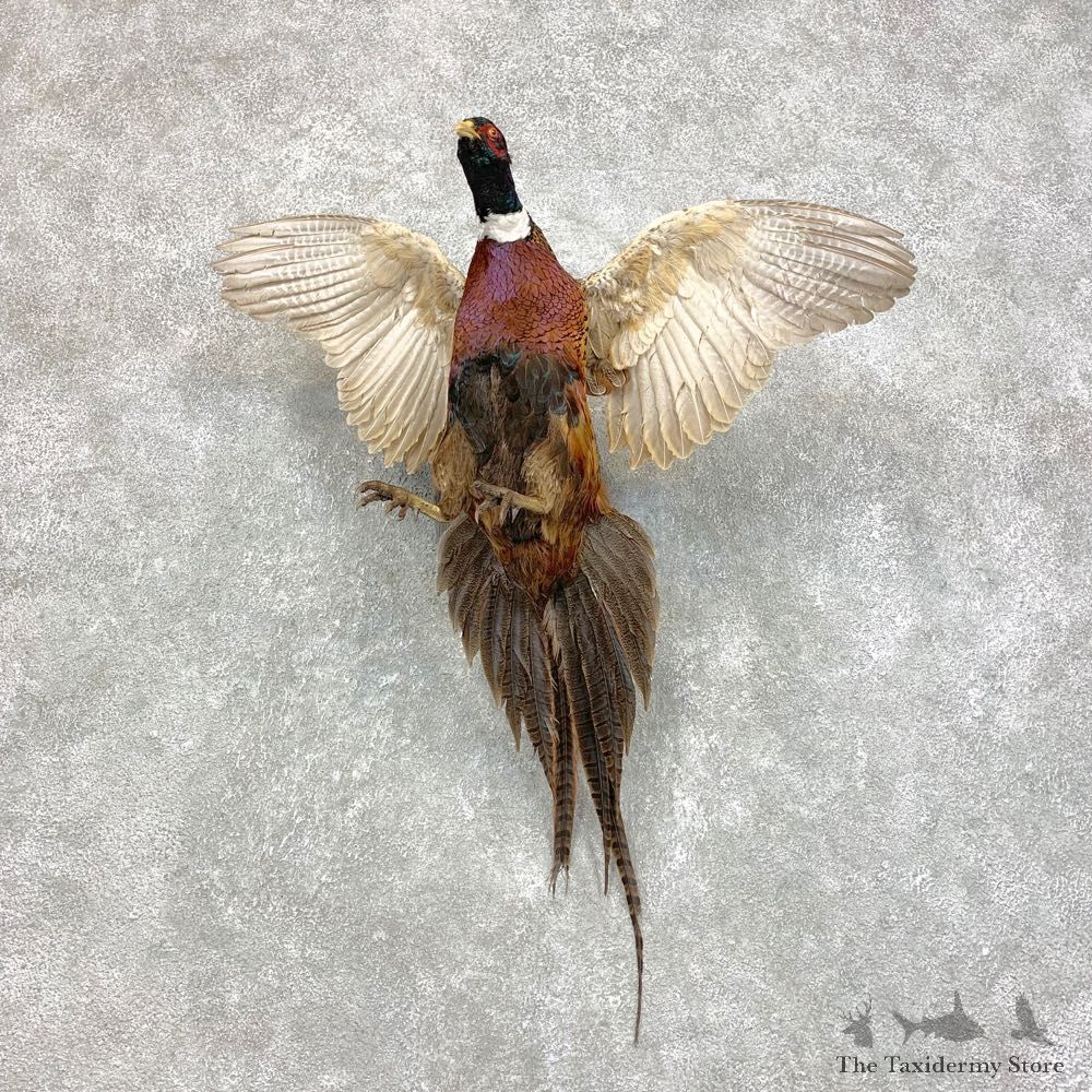 Ringneck Pheasant Bird Mount For Sale #21722 @ The Taxidermy Store