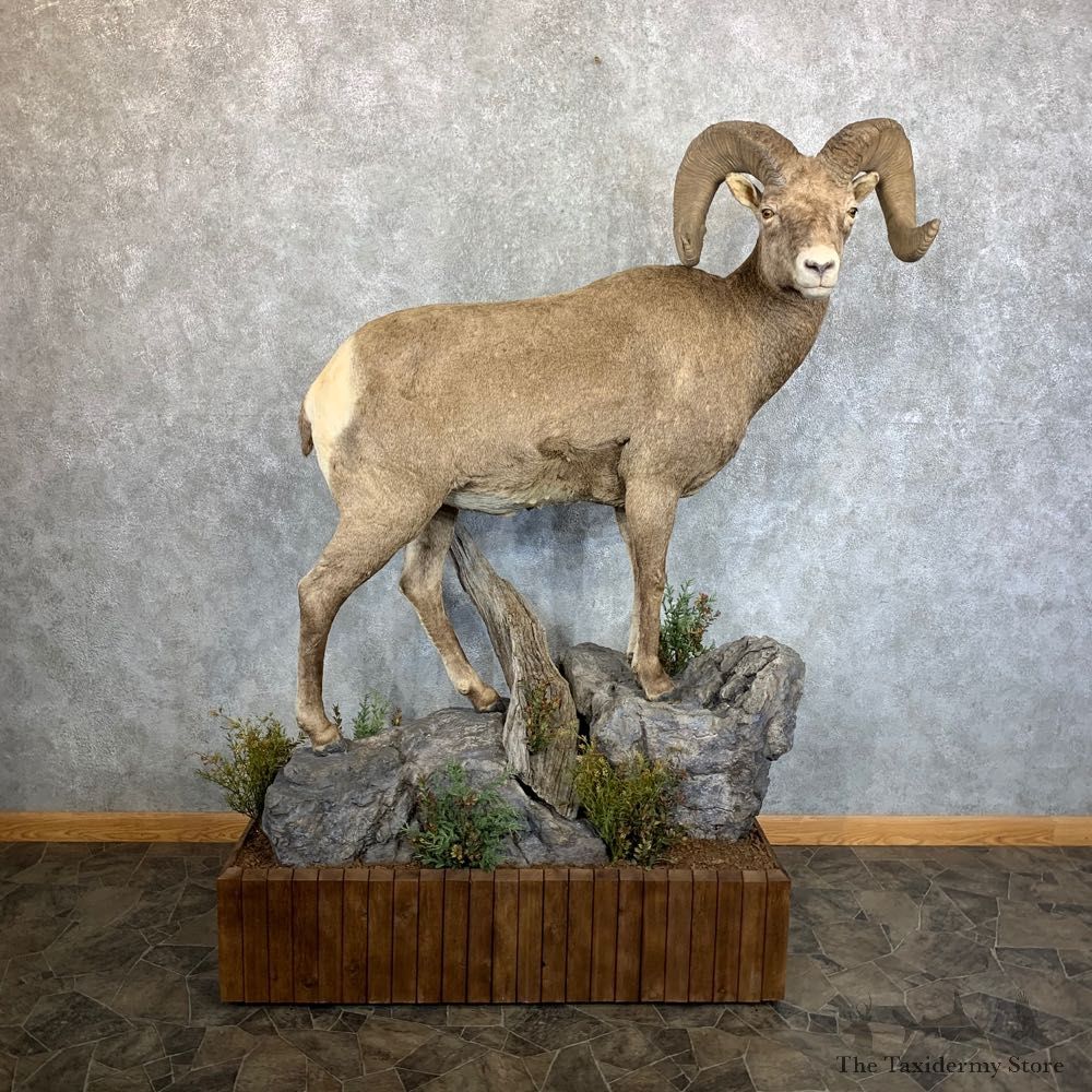 Wyoming Bighorn Sheep Life-Size Taxidermy Mount #23656 For Sale - The Taxidermy Store