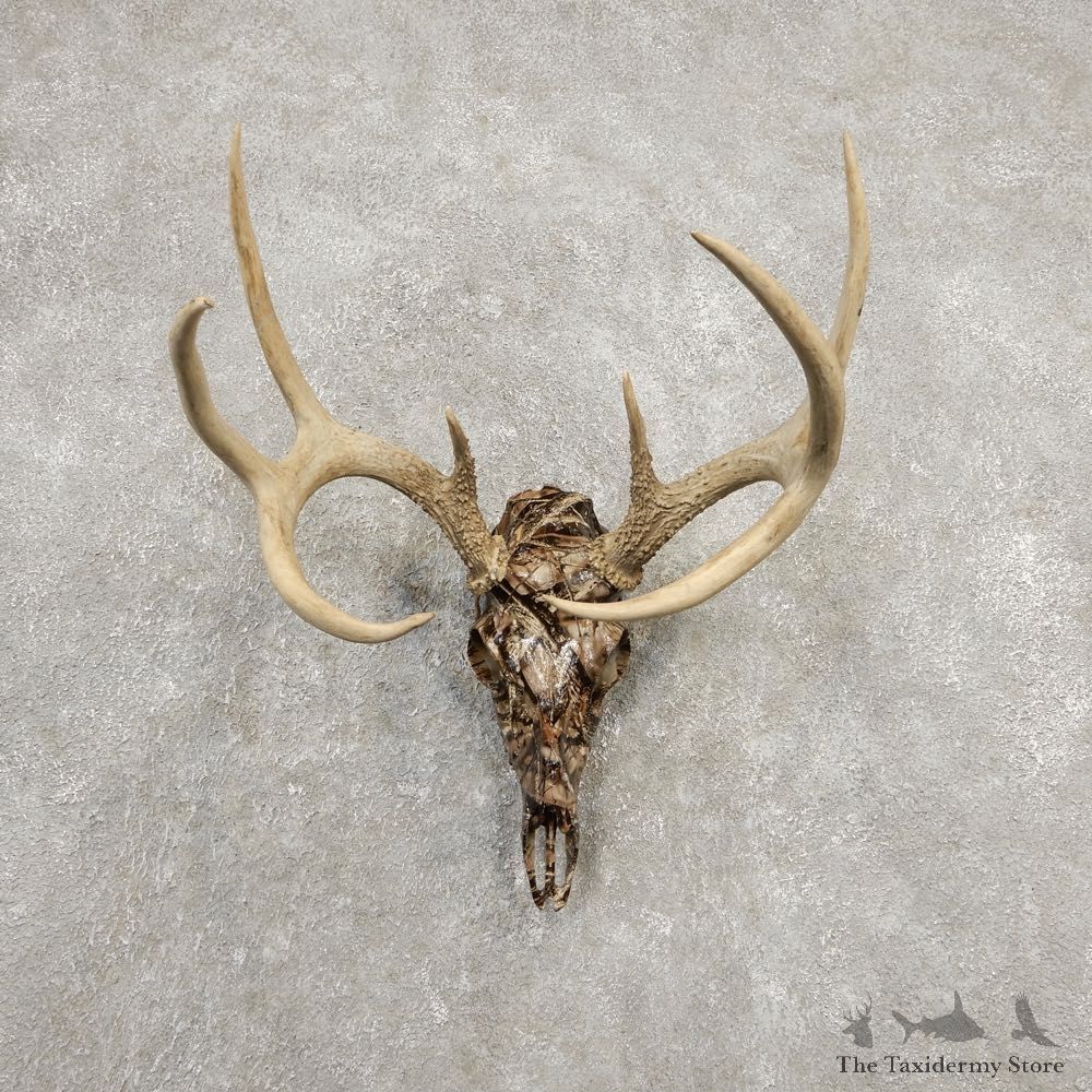 Whitetail Deer Skull European Mount For Sale #20372 @ The Taxidermy Store