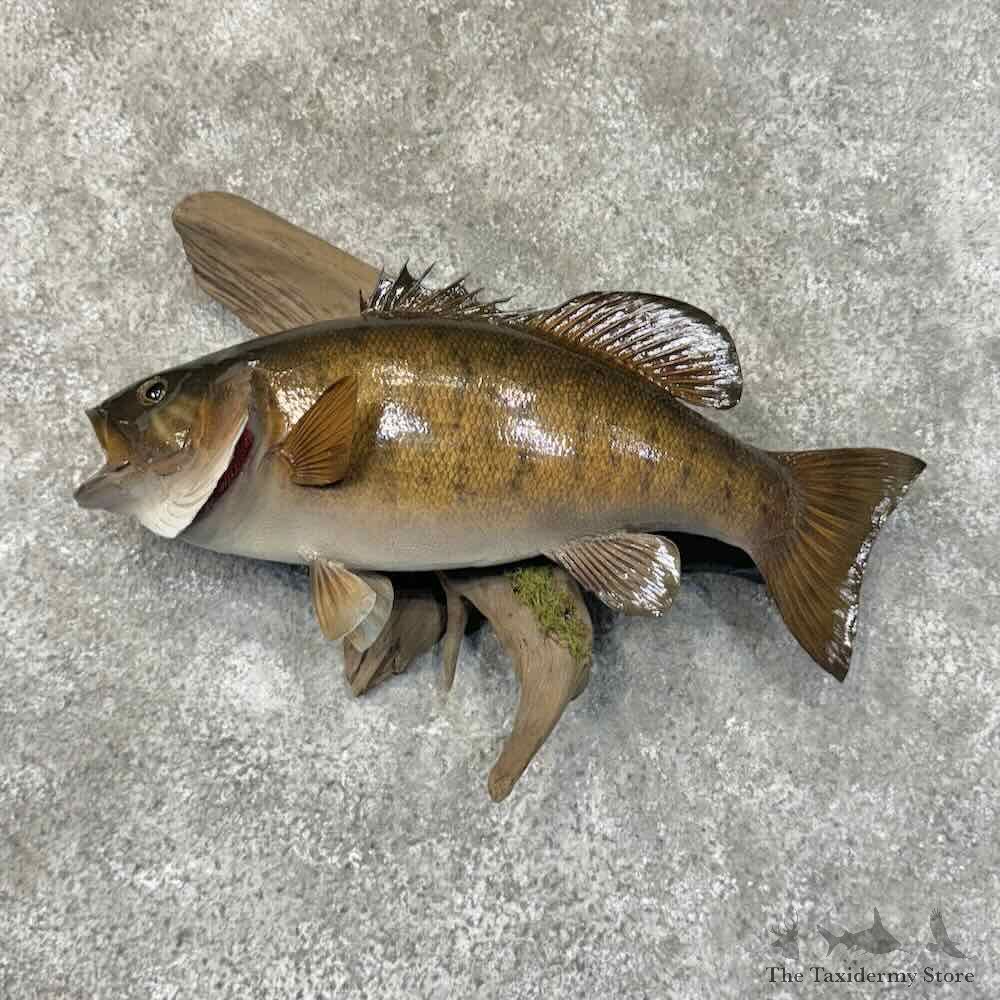Smallmouth Bass Fish Mount For Sale #31301 @ The Taxidermy Store