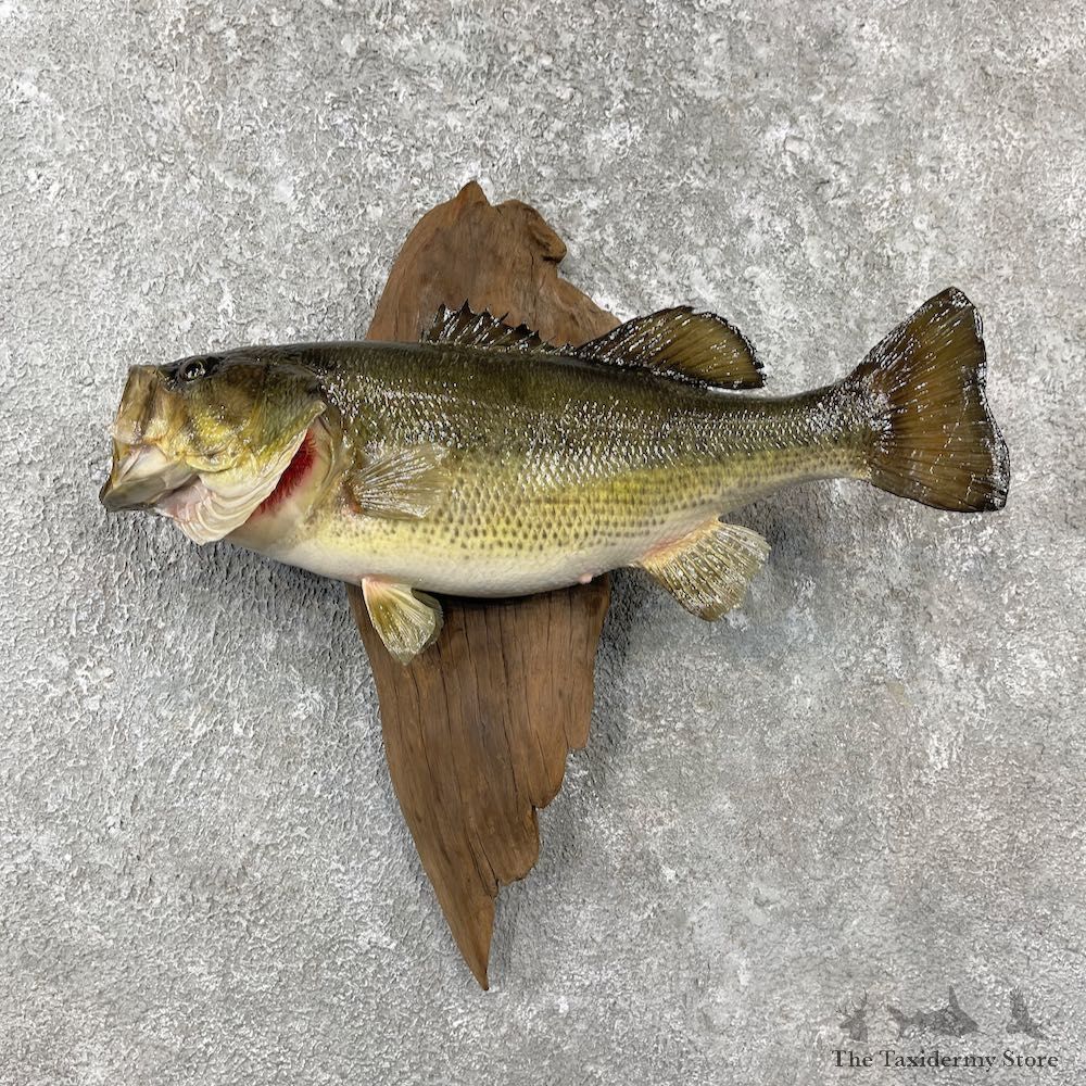 Largemouth Bass Fish Mount For Sale #26123 @ The Taxidermy Store