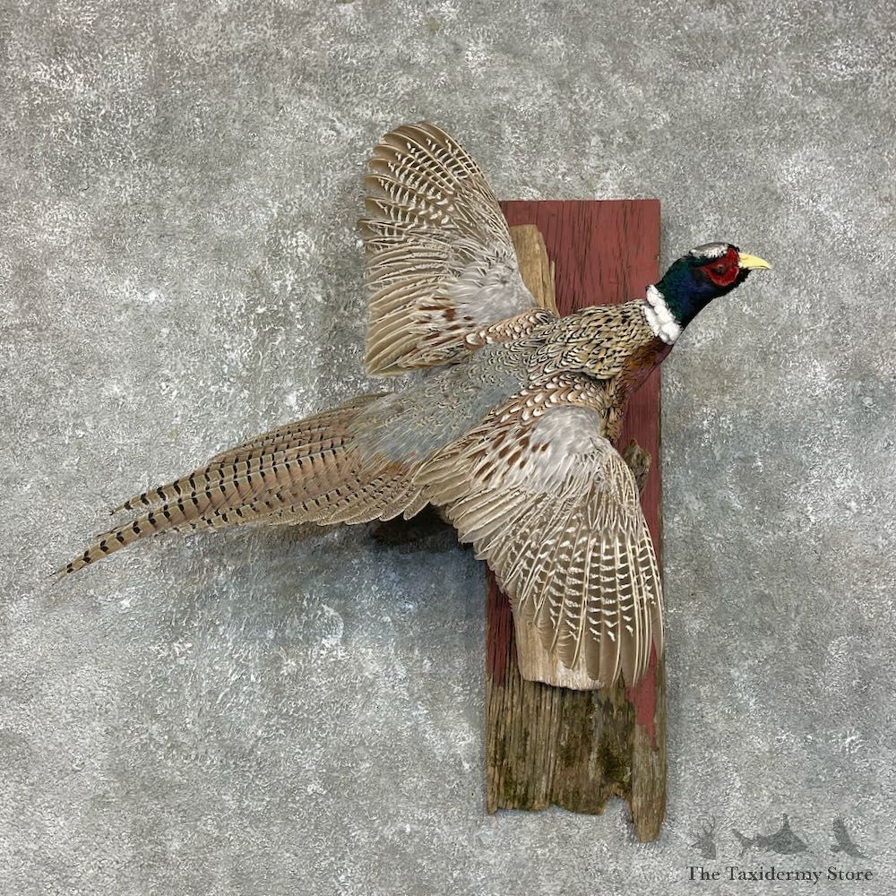 Ringneck Pheasant Bird Mount For Sale #25693 @ The Taxidermy Store