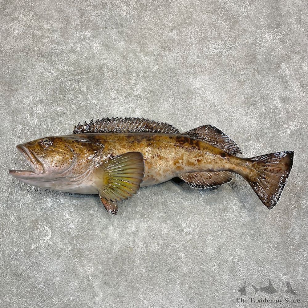 Lingcod Taxidermy Fish Mount #25933 For Sale @ The Taxidermy Store