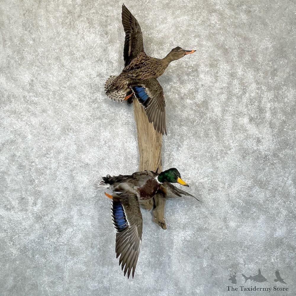 Mallard Drake and Hen Duck Mount For Sale #28190 - The Taxidermy Store