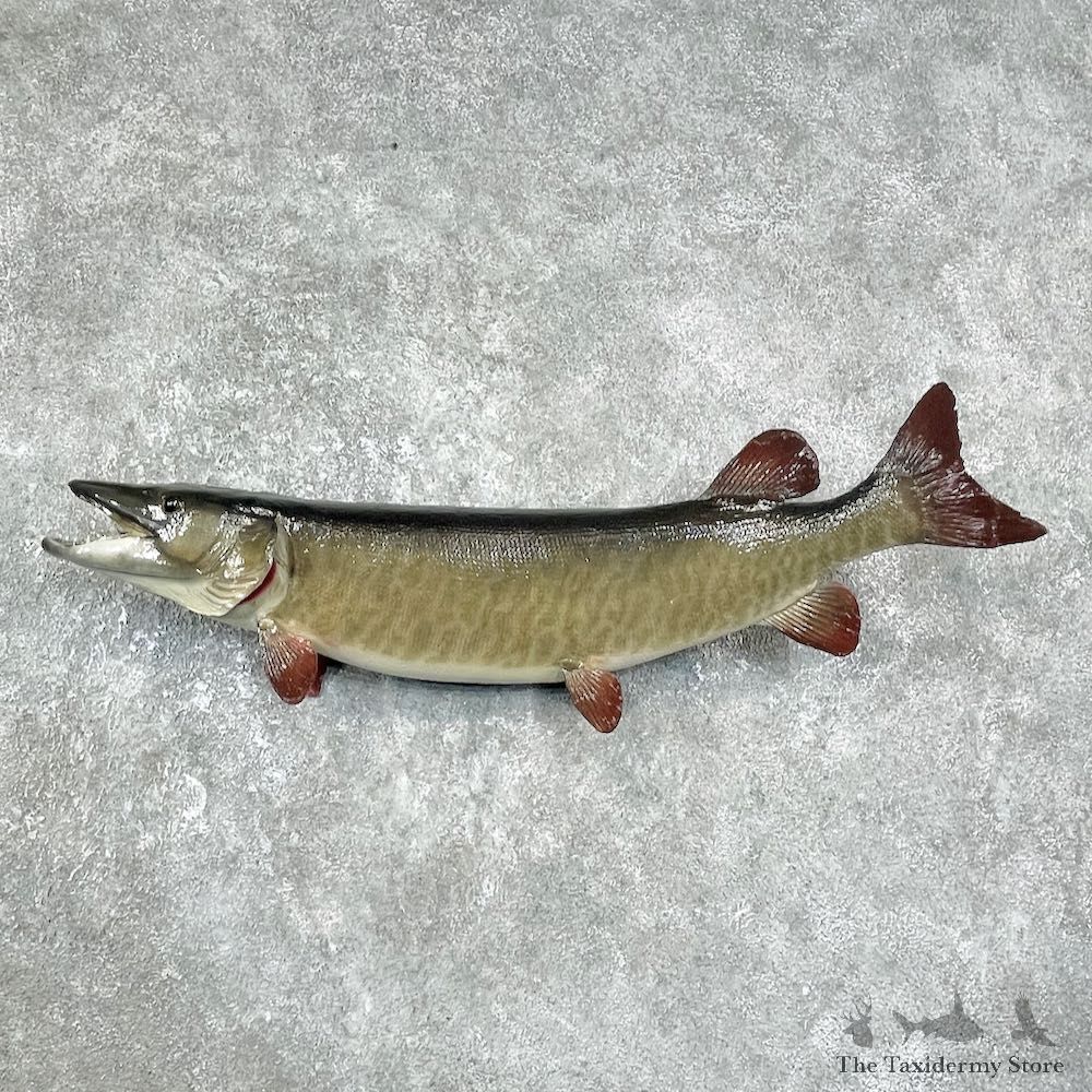 Musky Taxidermy Fish Mount For Sale #25897 @ The Taxidermy Store